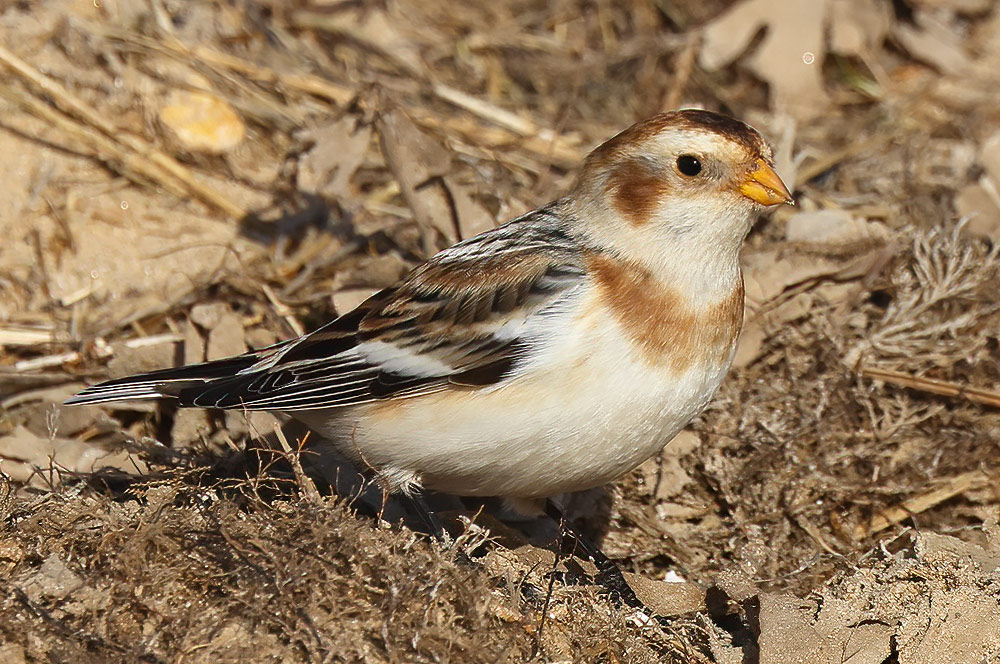 Snow buntings